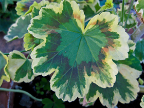 Tricolor variegated pelargonium