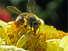 Garden Quotes - honeybee