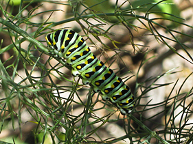 Anise swallowtail larva