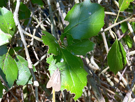 oak moth