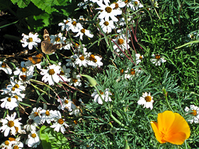Crescent and buckeye butterflies on summer zinnias and CA poppy